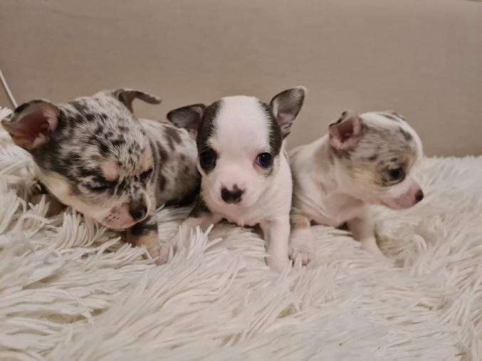 Adorable chiots chihuahuas 