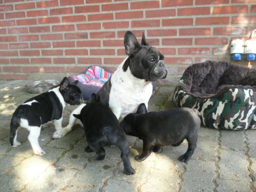 Beaux chiots bouledogue français