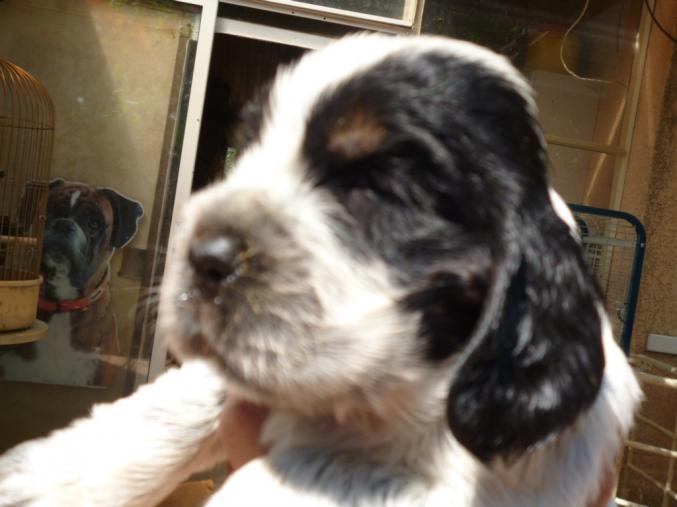 CHIOTS COCKER ANGLAIS