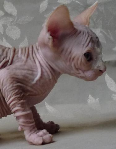 Chatons sphynx male et femelle disponibles.