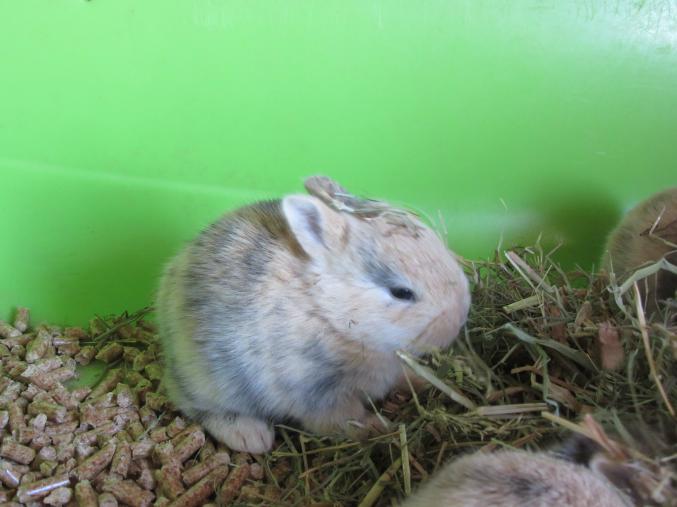 Lapins nains