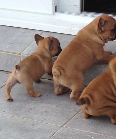 Bouledogues français