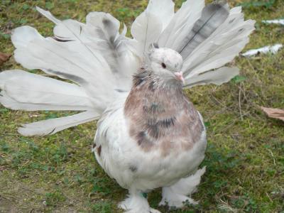 Queue de paon indien