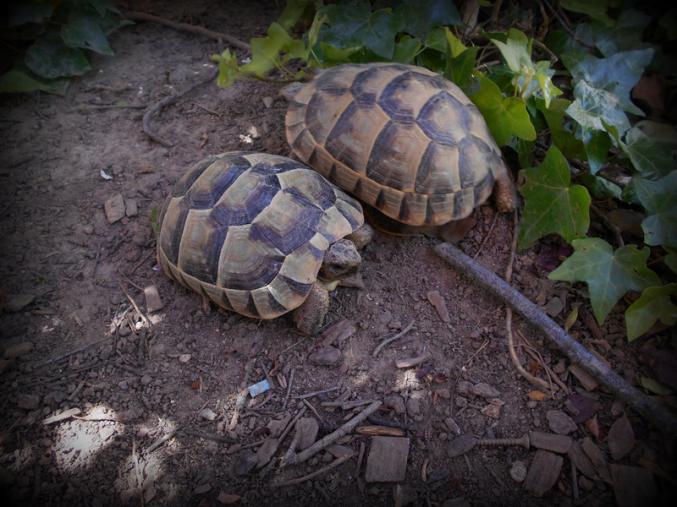 Vds tortues de terre