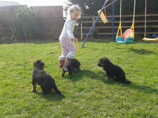 Chiots berger allemand