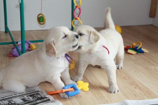 Chiot golden retriever