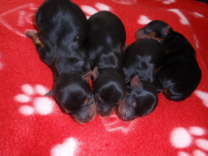 3 chiots mâles yorkshire