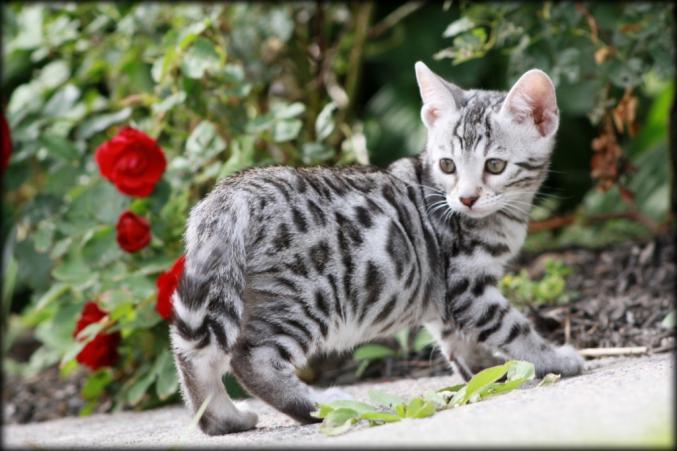 Chatons bengal à donner
