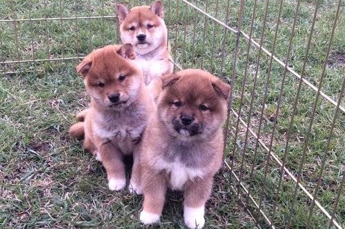 Adorables chiots shiba-inu lof