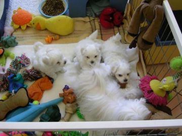 Chiot bichon maltais pure race