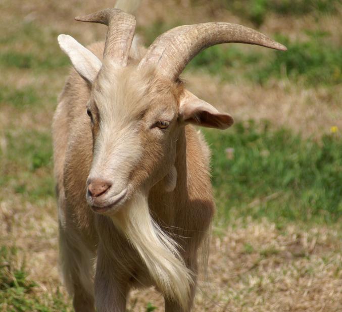 Parrainage, grands parents de coeur sur le 75