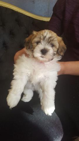 Magnifiques chiots Lhasa Apso disponible immédiatement