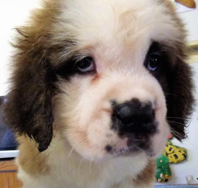 Chiot saint bernard lof