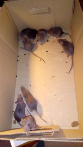 Bébés rats cherchent une famillle