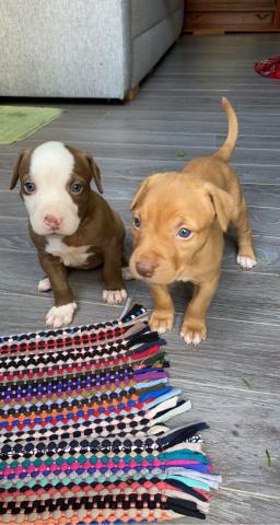 Chiot femelle 3 mois 