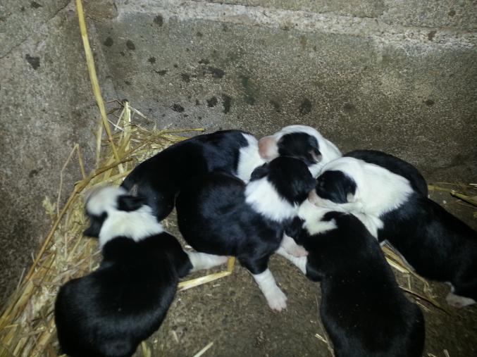 Chiot type border collie