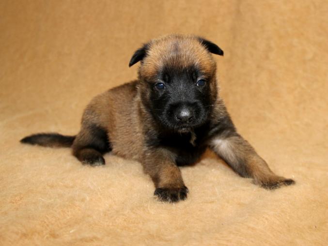 Chiots bergers malinois LOF disponibles
