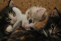 Chaton norvégien loof