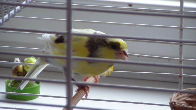 Canari frisé + cage