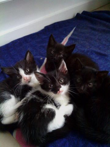 Donne 4 chatons