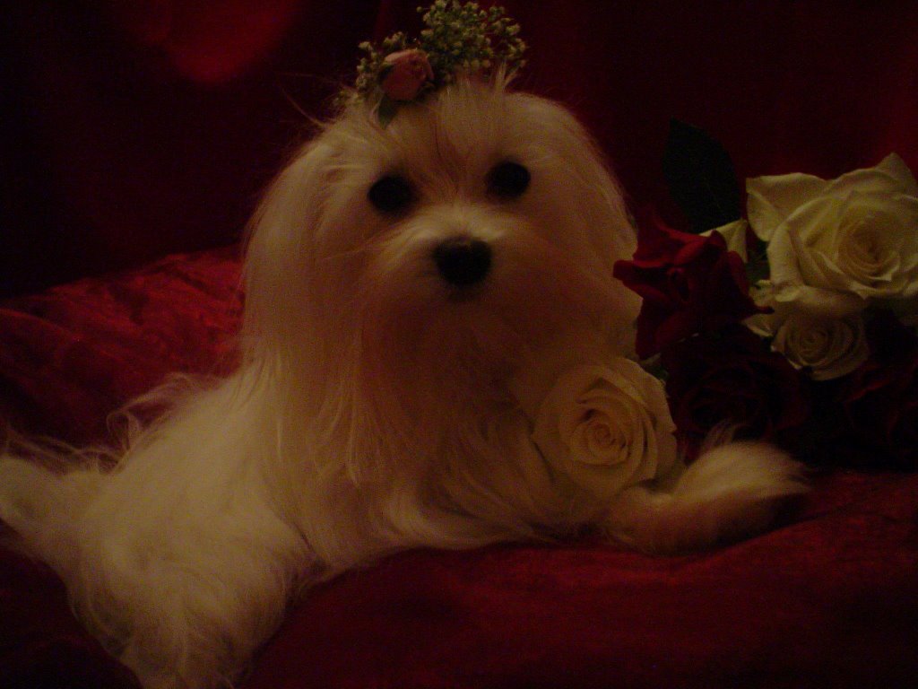 Chiots bichons maltais toy/nain