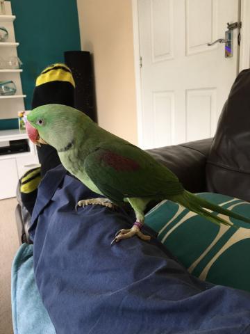 Magnifique perruche a collier