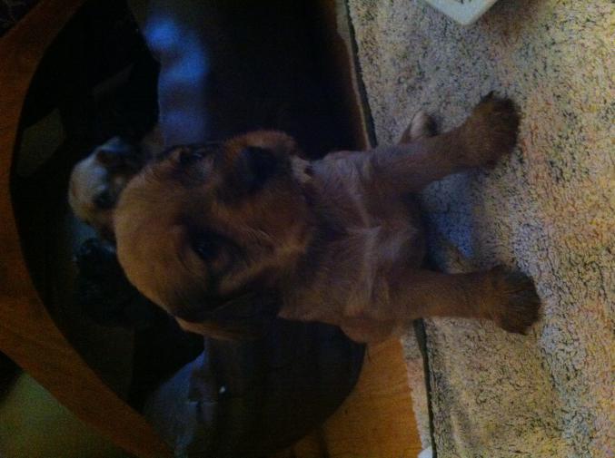 4 chiennes moitie Cocker et Fox