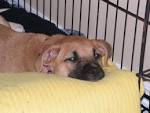 Chiots croise berger allemand