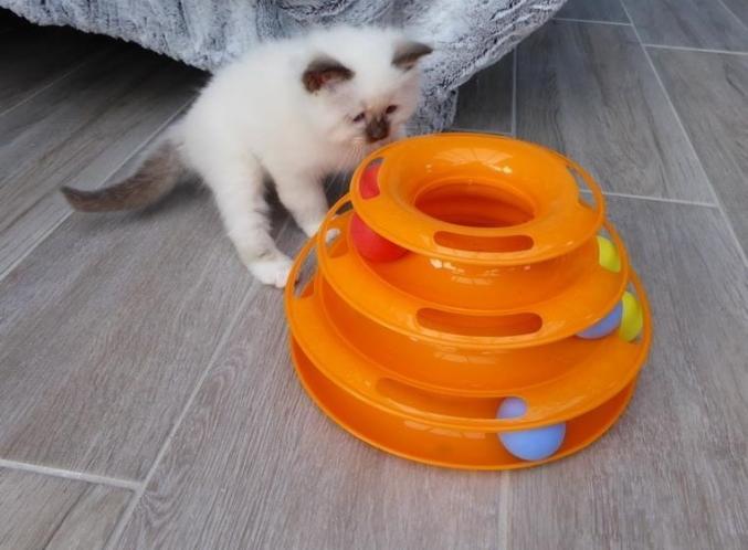 Des Chatons D'apparence Sacré De Birmanie