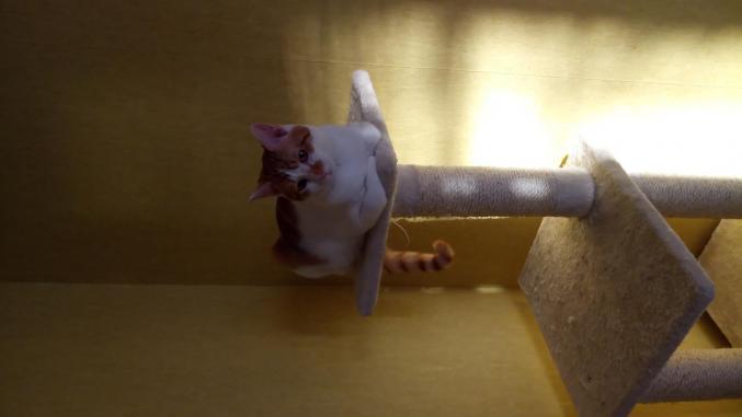 Garde animaux a mon domicile ou simple visite ou promenade