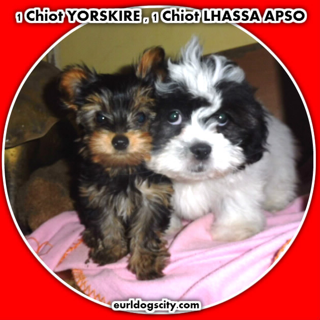 SPLENDIDE Chiot LHASSA APSO