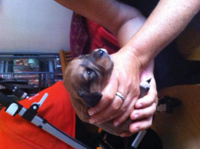 4 chiennes moitie Cocker et Fox