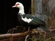 Poule coq canard barbarie colvert pigeon