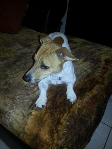 Cherche nouveaux maitres serieux pour male Jack 