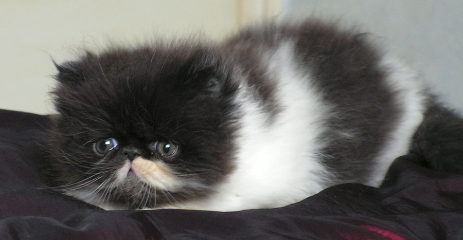 Adorables bébés persans