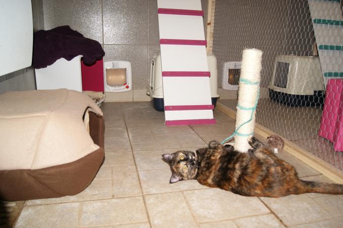 Pension pour chiens et chats en Haute-Vienne Limousin 87