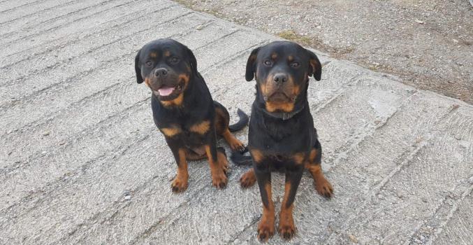 Chiots rottweiler