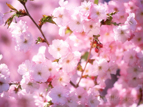 Garde personnes agées