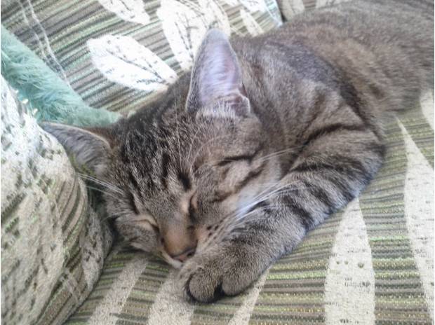 Donne chatte très caline