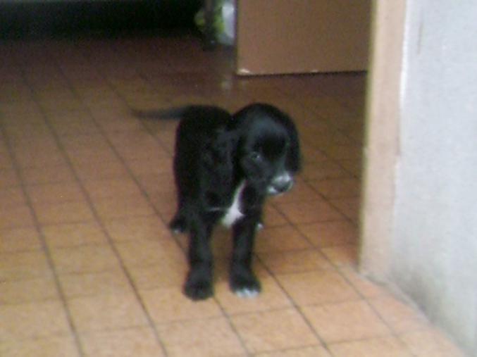 Chiot cocker  croiser golden