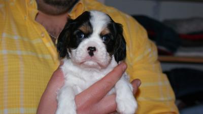 CHIOTS CAVALIER KING CHARLES LOF