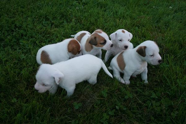   Mes Magnifiques Chiots Jack Russel
