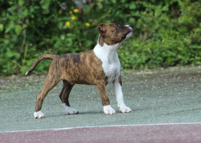 Superbe chiots American Staffordshire Terrier
