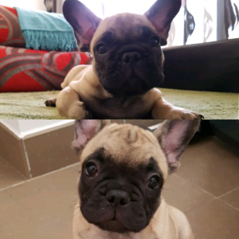 Bouledogue français