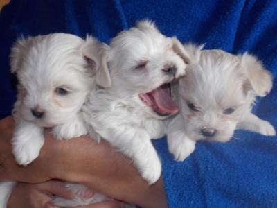 A adopter deux magnifique bichon maltais male et femelle