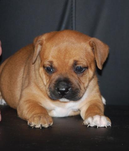 Chiots staffordshire bull terrier (staffie)