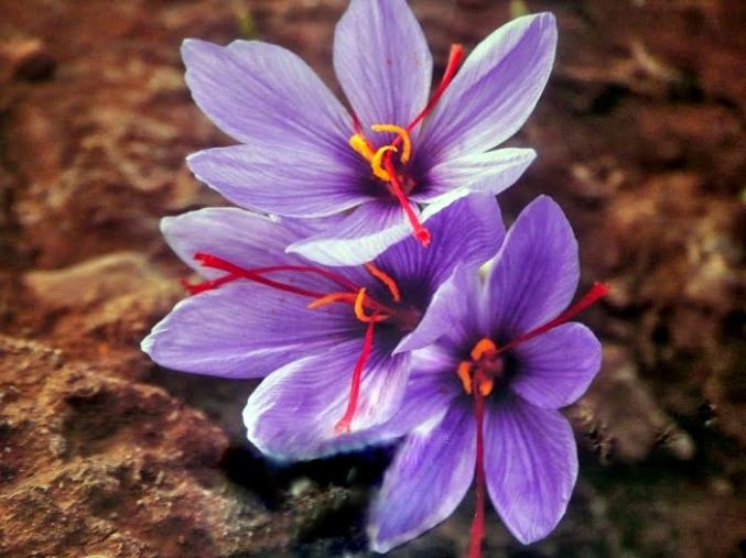 Serveuse et cuisinier