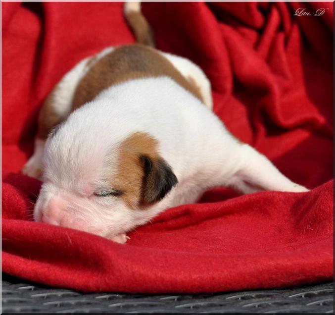 Superbe Chiots Bouledogue americain