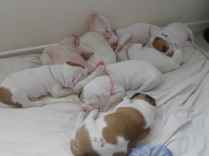 A rserver 8 chiot bouledogue americain 