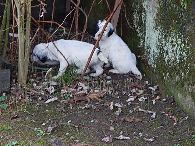 Chiot setter anglais